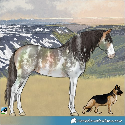 Horse Color:Buckskin Sabino 