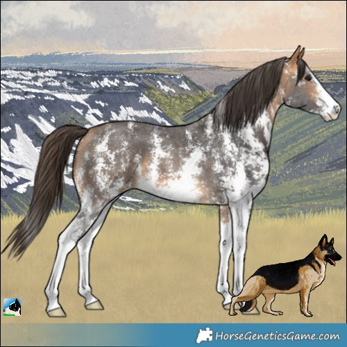 Horse Color:Buckskin Sabino 