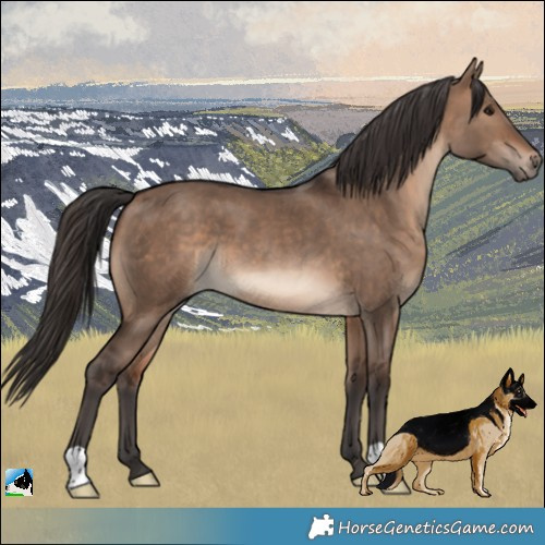 Horse Color:Brown Dun 