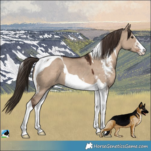 Horse Color:Liver Red Dun Sabino Tobiano 