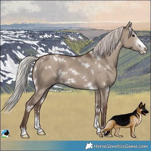 Horse Color:White Spotted Silver Grullo Sabino 