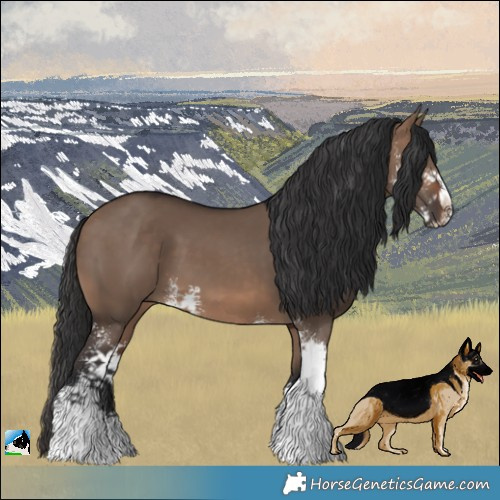 Horse Color:Brown Dun Sabino