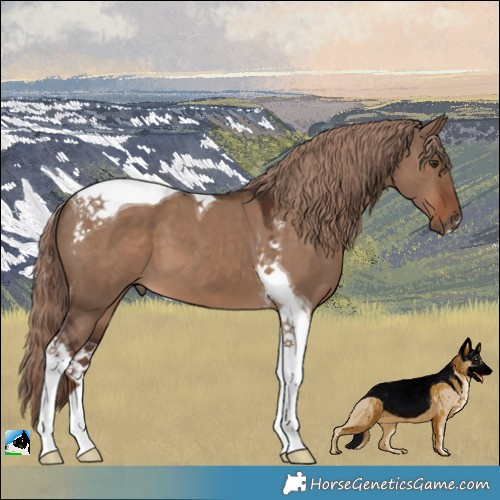 Horse Color:Liver Red Dun Tobiano 