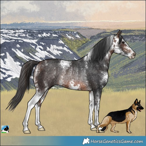 Horse Color:Brown Sabino Rabicano