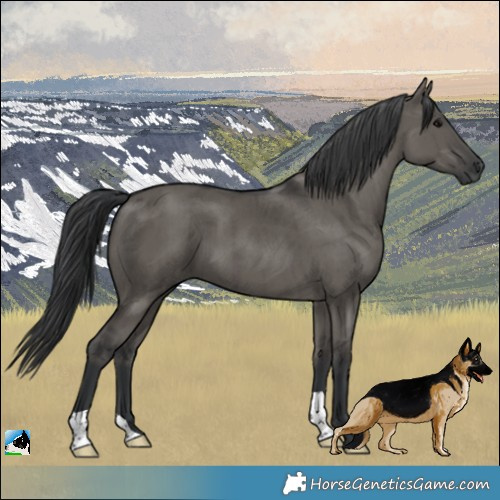 Horse Color:Grullo Brindle 