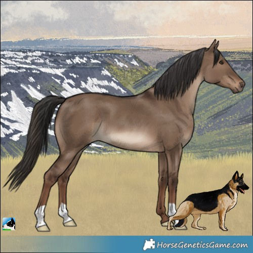 Horse Color:Liver Red Dun 