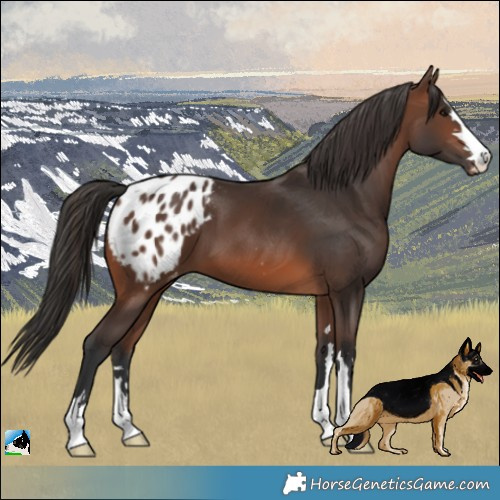 Horse Color:Brown Appaloosa 