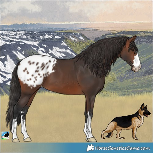 Horse Color:Brown Blanket
