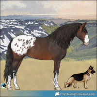 Horse Color:Brown Blanket 