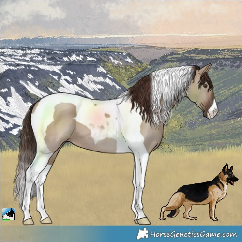 Horse Color:Liver Red Dun Tobiano