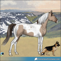 Horse Color:Liver Red Dun Tobiano