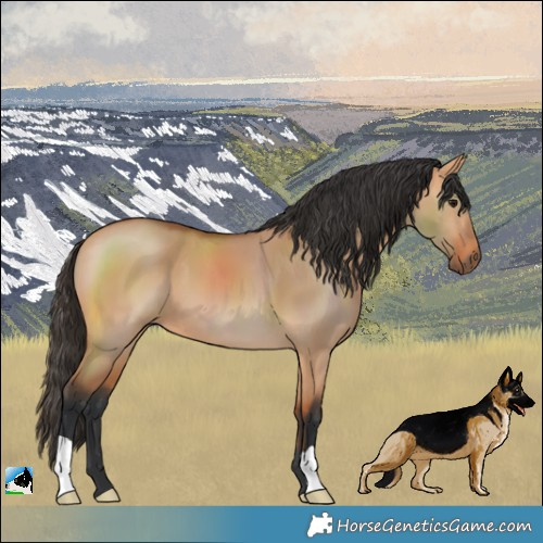 Horse Color:Bay Dun
