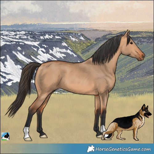 Horse Color:Bay Dun