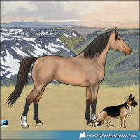 Horse Color:Bay Dun