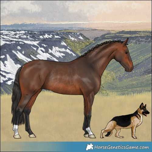 Horse Color:Bay Rabicano 
