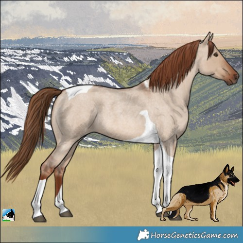Horse Color:Red Dun Roan Tobiano 