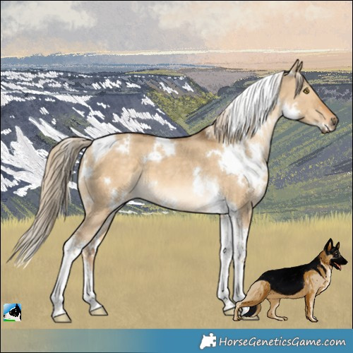 Horse Color:White Spotted Chocolate Palomino Dun Tobiano 