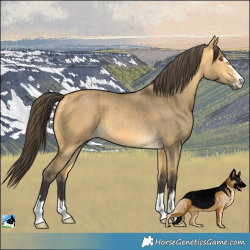 Horse Color:Buckskin Dun Brindle 