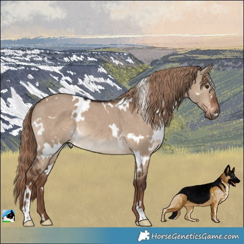 Horse Color:White Spotted Liver Red Dun 
