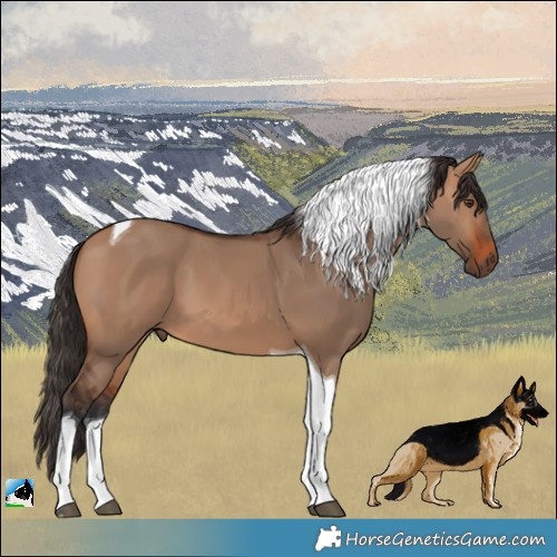 Horse Color:Bay Dun Tobiano