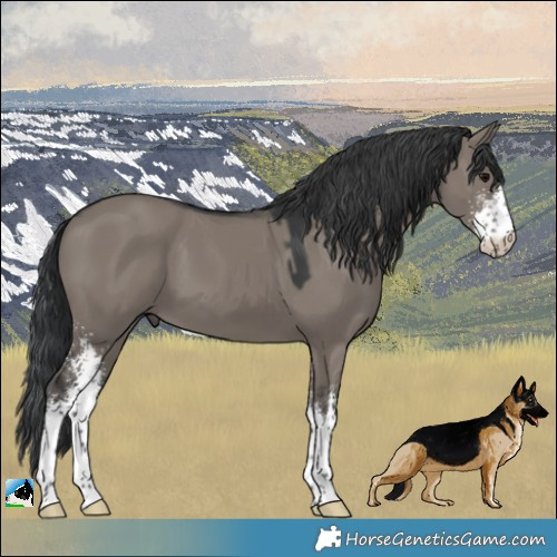 Horse Color:Grullo Sabino