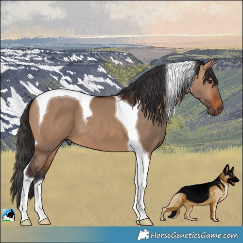 Horse Color:Bay Dun Tobiano