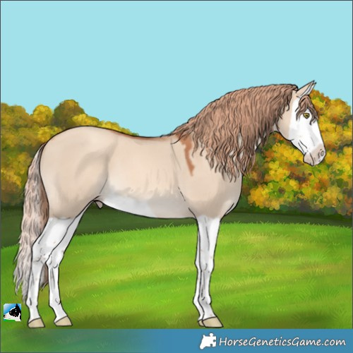 Horse Color:Gold Champagne Dun Splash 