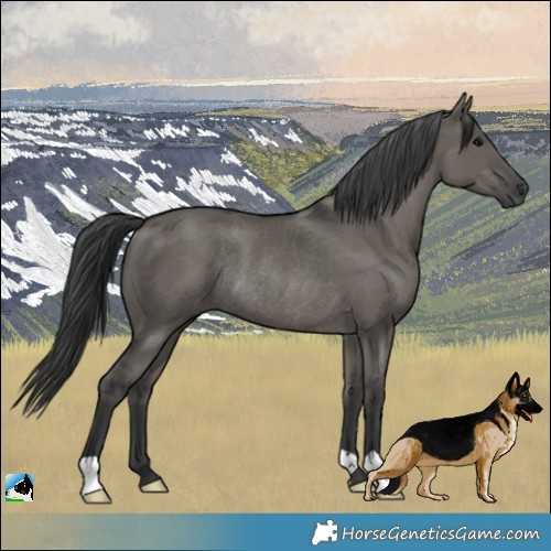 Horse Color:Grullo Rabicano 