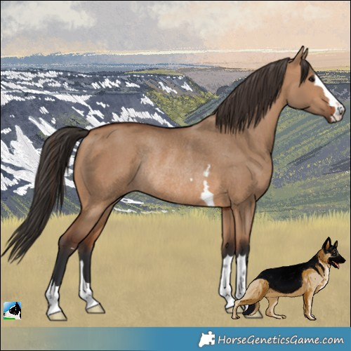 Horse Color:Bay Dun Rabicano 