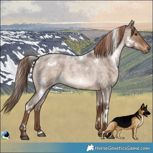 Horse Color:White Spotted Liver Red Dun Roan Rabicano