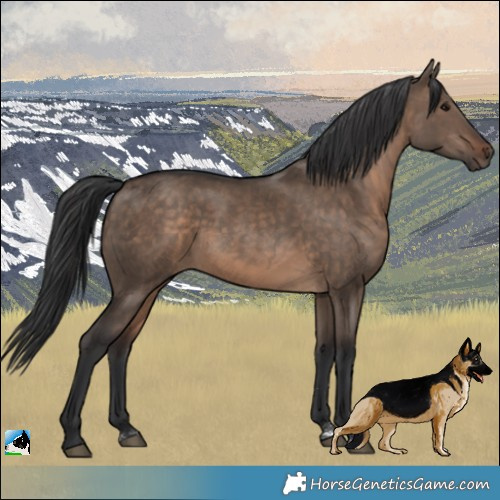 Horse Color:Brown Dun Rabicano 