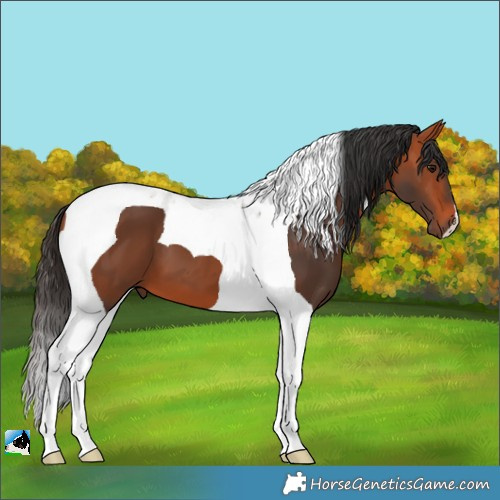 Horse Color:Bay Tobiano 