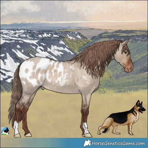 Horse Color:Liver Red Dun Roan Appaloosa