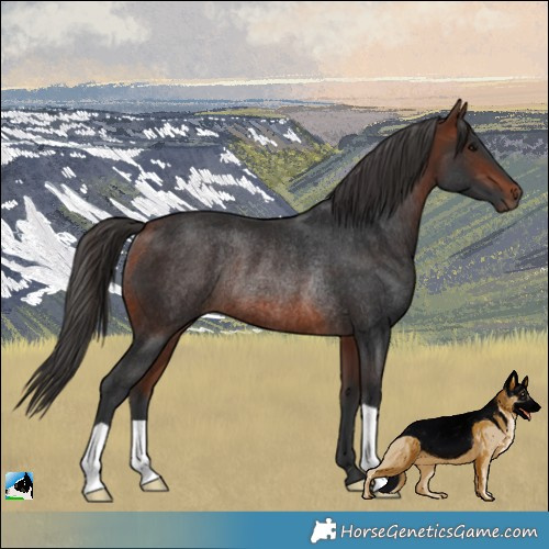 Horse Color:Bay Rabicano