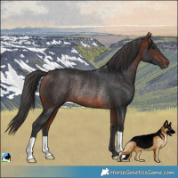 Horse Color:Bay Rabicano