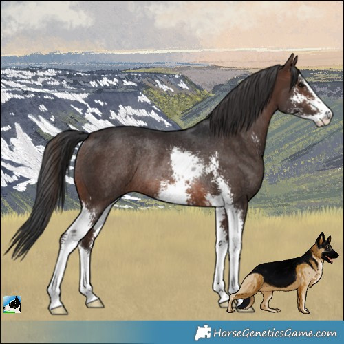 Horse Color:Brown Sabino Rabicano