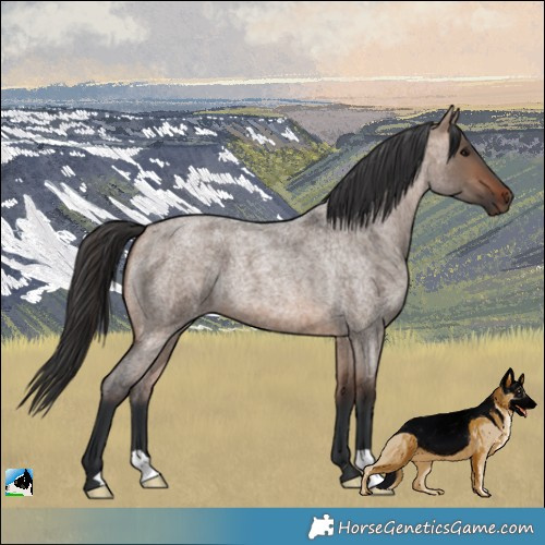 Horse Color:Bay Roan Dun 