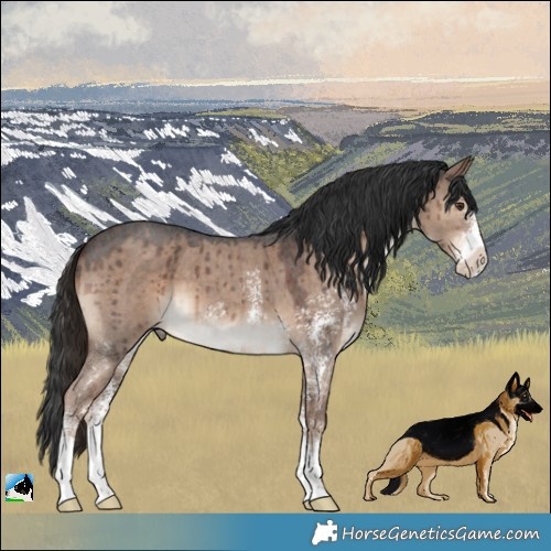 Horse Color:Liver Red Dun Sabino Brindle 