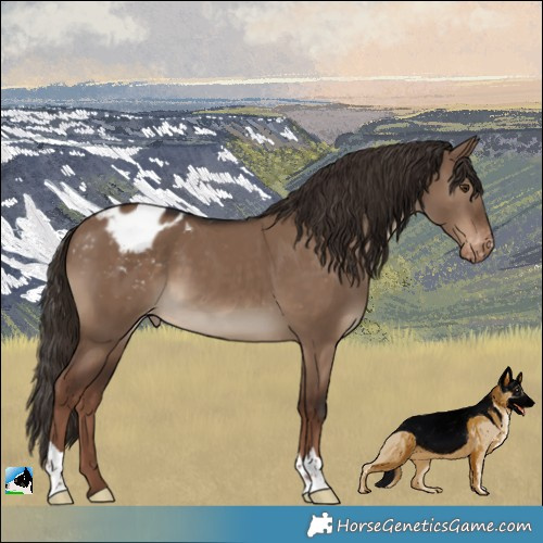 Horse Color:Liver Red Dun Appaloosa 