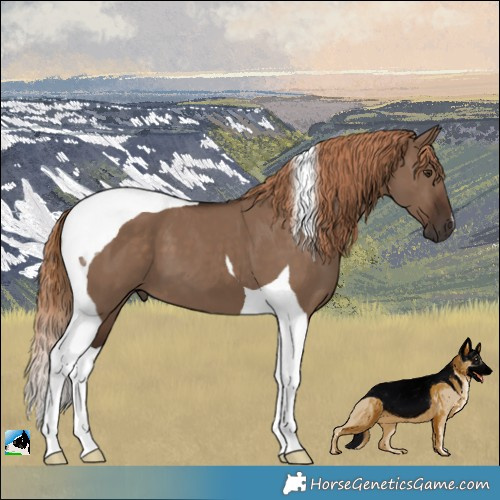 Horse Color:Liver Red Dun Tobiano 