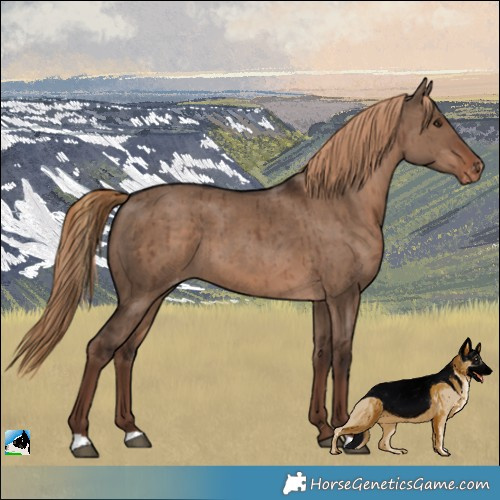 Horse Color:Liver Red Dun Appaloosa Brindle 