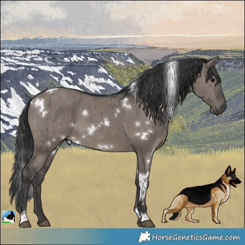 Horse Color:White Spotted Grullo Brindle 