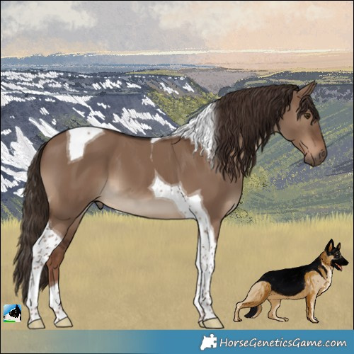 Horse Color:Liver Red Dun Tobiano