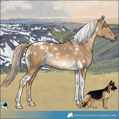 Horse Color:White Spotted Chocolate Palomino Dun Tobiano 