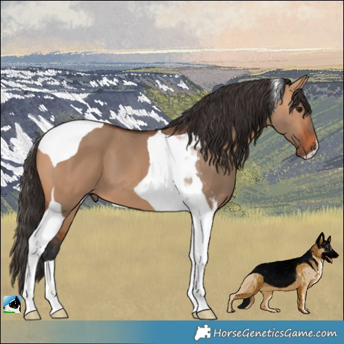 Horse Color:Bay Dun Tobiano