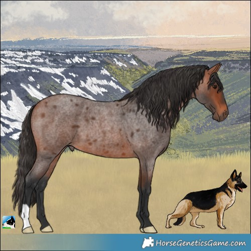 Horse Color:Bay Roan 