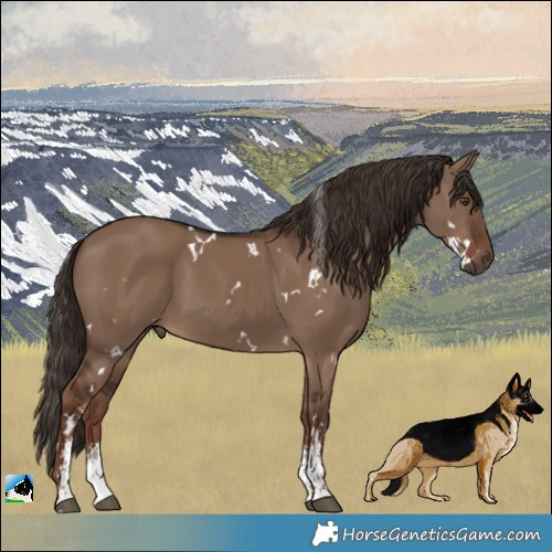 Horse Color:White Spotted Liver Red Dun Sabino 