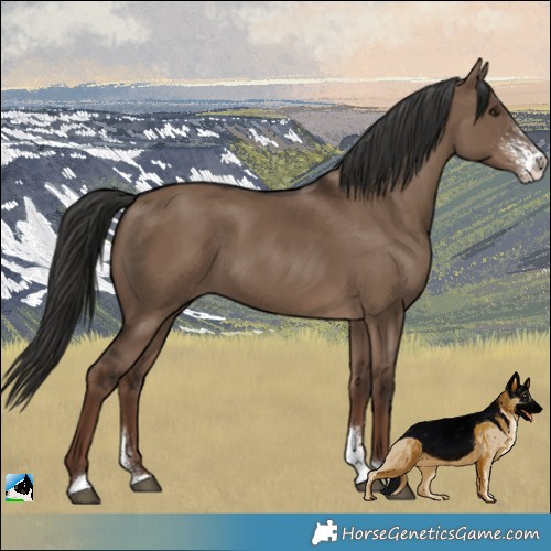 Horse Color:Liver Red Dun Sabino 