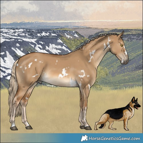 Horse Color:White Spotted Chocolate Palomino Dun 