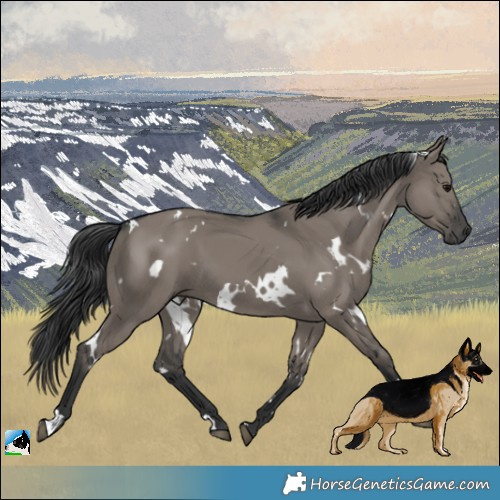 Horse Color:White Spotted Grullo 